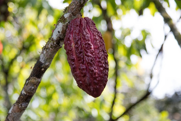 Ein Kakaobaum mit Kakaofrüchten an der Kakaoplantage.
