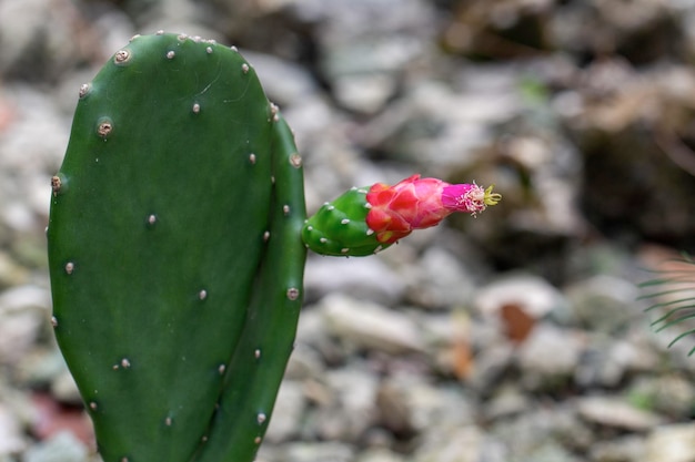 Ein Kaktus mit einer rosa Blütenknospe