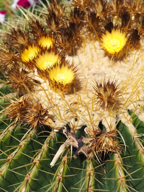 Ein Kaktus mit gelben Blüten und gelben Stielen.