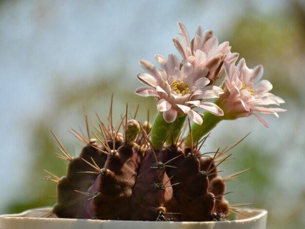 Ein Kaktus mit rosa Blüten in einem Topf