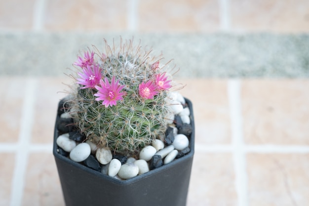 Ein Kaktus und eine rosa Blume in einem Topf mit Natur-Bokeh-Hintergrund. Mammillaria bocasana.