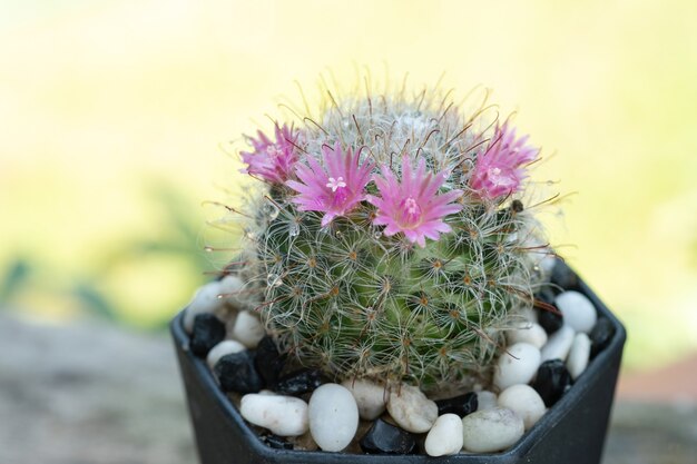 Ein Kaktus und eine rosa Blume in einem Topf mit Natur-Bokeh-Hintergrund. Mammillaria bocasana.