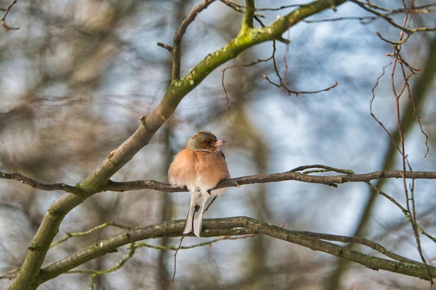 Foto ein kalter buchfink auf einem baum an einem sonnigen und frostigen wintertag