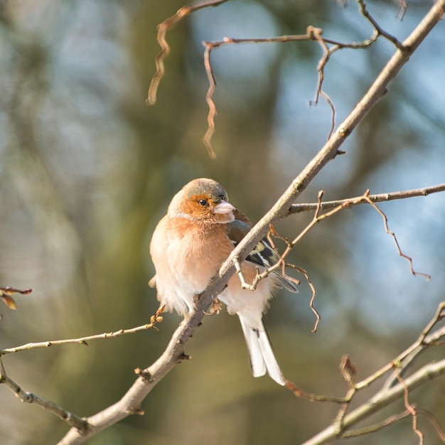 Foto ein kalter buchfink auf einem baum an einem sonnigen und frostigen wintertag