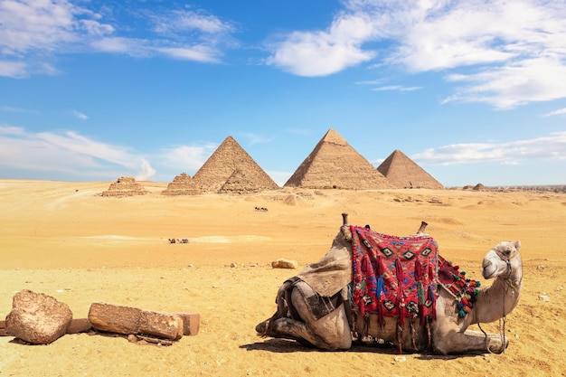 Ein Kamel vor den ägyptischen Pyramiden, Gizeh, Ägypten.