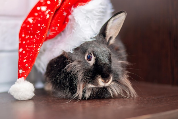 Ein Kaninchen in einem Neujahrshut Symbol des neuen Jahres