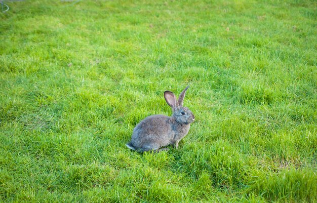 Ein Kaninchen isst Gras im Garten