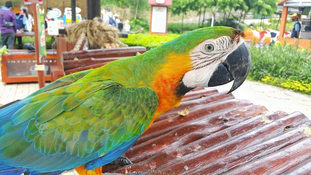 Ein Katalina-Aara oder Regenbogen-Aara steht in seinem Käfig an einem Touristenort