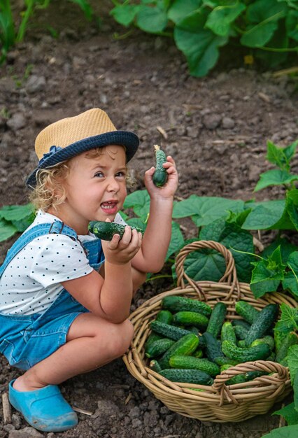 Ein Kind erntet Gurken im Garten. Selektiver Fokus