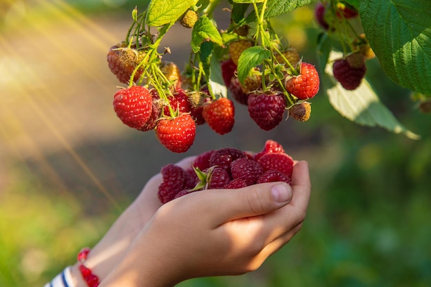 Ein Kind erntet Himbeeren im Garten Selektiver Fokus