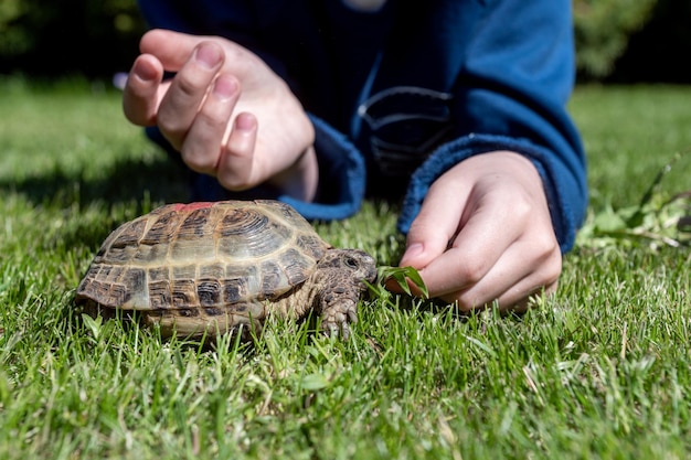 Ein Kind füttert eine Hausschildkröte, die draußen im Gras läuft