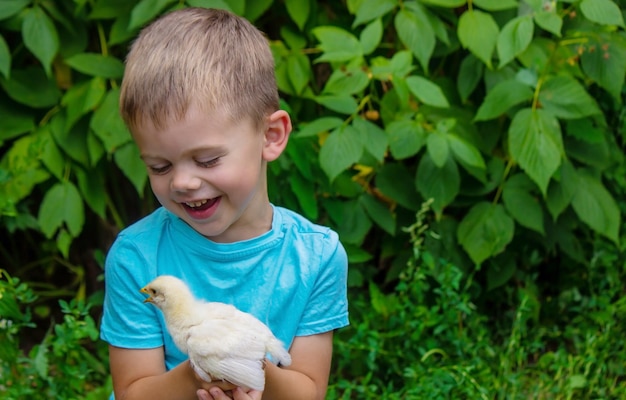 Ein Kind hält ein Huhn in seinen Händen. Ein Junge und ein Vogel. Selektiver Fokus