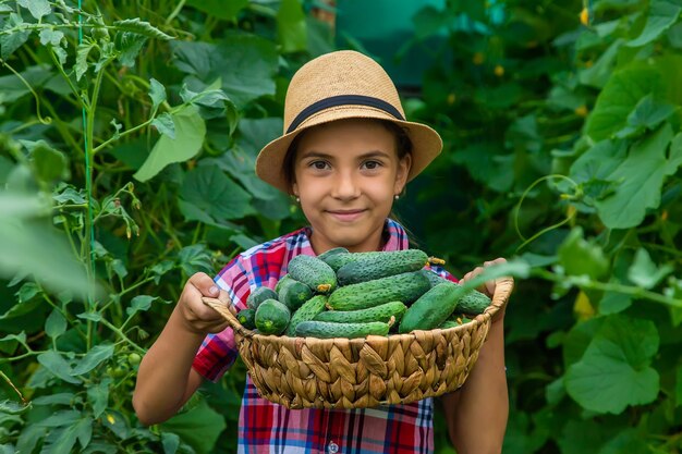 Ein Kind im Garten erntet Gurken. Selektiver Fokus. Kind.