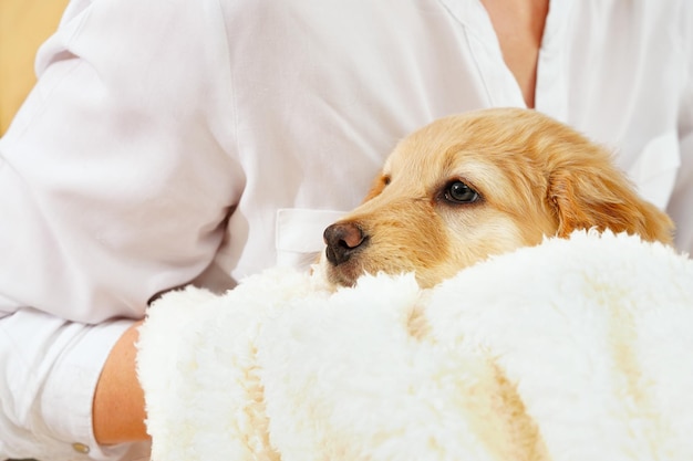 Ein Kind mit einem niedlichen Welpen Mädchen mit einem goldenen Hovawart-Welpen zu Hause niedlicher kleiner Wachwelpe