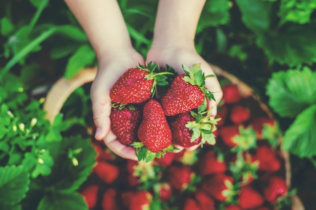 Ein Kind mit Erdbeeren in den Händen