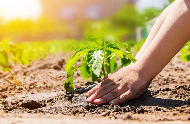 Ein Kind pflanzt eine Pflanze im Garten. Selektiver Fokus