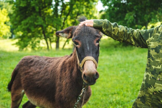 Ein Kind streichelt einen Esel auf einem Bauernhof. Selektiver Fokus.