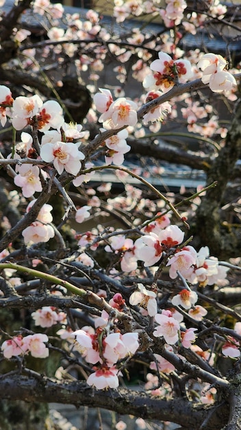 Foto ein kirschbaum in voller blüte