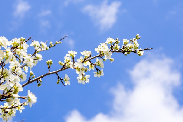 Ein Kirschblütenzweig an einem sonnigen Frühlingstag vor blauem Himmel