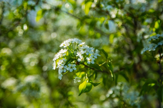 Ein Kirschzweig übersät mit Blumen auf einem verschwommenen Hintergrund. Foto in hoher Qualität