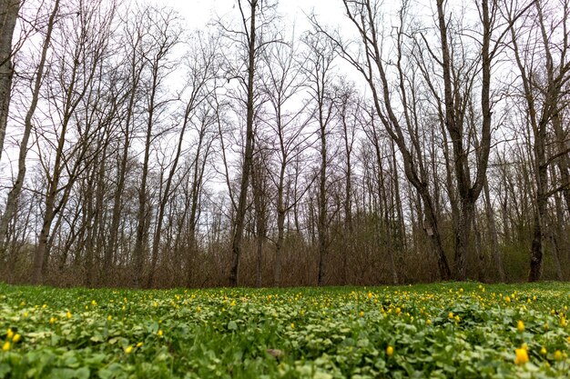 Ein Kleefeld im Wald