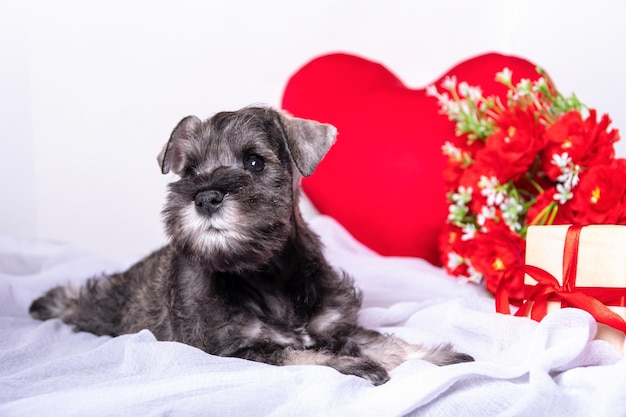 Ein kleiner bärtiger Zwergschnauzer-Welpe, der auf einem Bett zwischen roten Blumen liegt ein Herz ein Geschenk Liebe für Haustiere Lieblingstiere Valentinstag-Konzept Haustierpflege