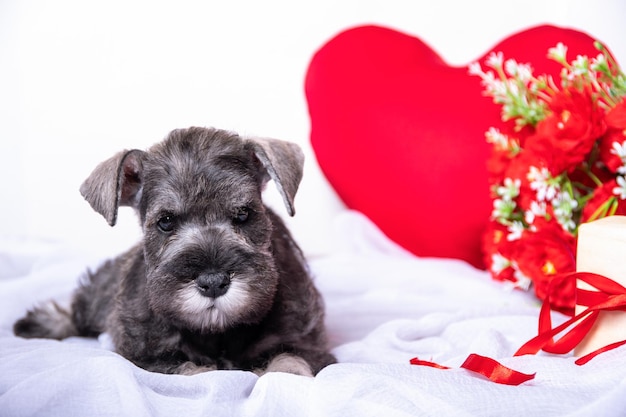 Ein kleiner bärtiger Zwergschnauzer-Welpe, der auf einem Bett zwischen roten Blumen liegt ein Herz ein Geschenk Liebe für Haustiere Lieblingstiere Valentinstag-Konzept Haustierpflege