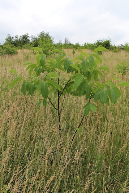 Ein kleiner Baum auf einem Feld