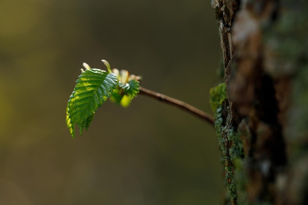 Ein kleiner Baum, aus dem Blätter sprießen