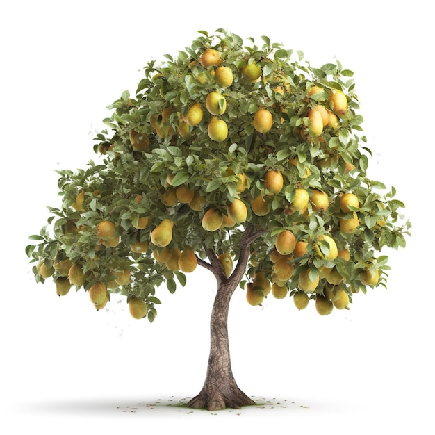 Ein kleiner Baum mit einer großen Menge Mangos darauf