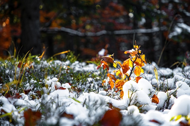 Foto ein kleiner baum steht mit schnee bedeckt zwischen großen bäumen auf einer lichtung inmitten eines großen dichten waldes in den karpaten. uhd-4k-echtzeitvideo