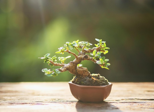 Ein kleiner Bonsai-Baum auf Holz