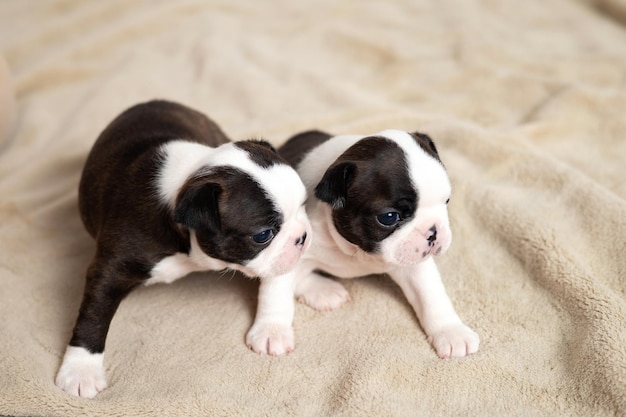 Ein kleiner Boston-Terrier-Welpe liegt auf einer beigen Decke. Haustiere Hund süß süß Foto in hoher Qualität