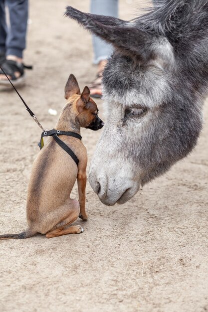 Ein kleiner brauner Hund lernt auf einer Eselfarm einen grauen Esel kennen und küsst ihn.