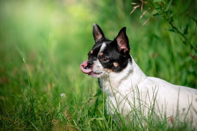 Ein kleiner Chihuahua-Hund.