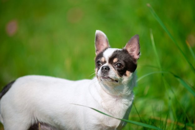 Ein kleiner Chihuahua-Hund.