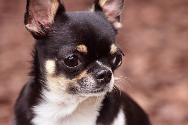 Foto ein kleiner chihuahua