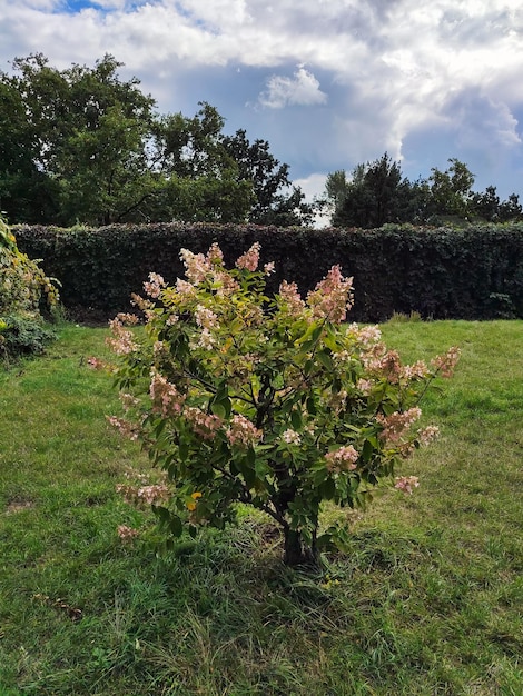 Ein kleiner dekorativer Baum mit Blumen im Park