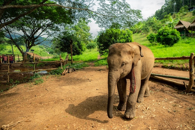 Ein kleiner Elefant nähert sich