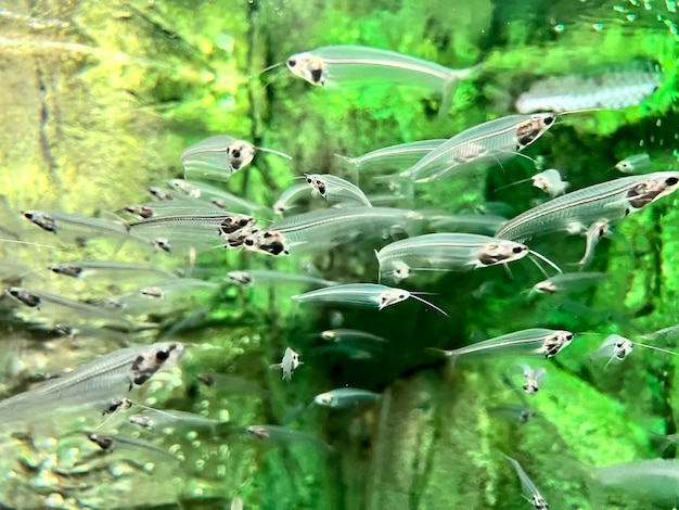 Ein kleiner Fisch im grünen Meer