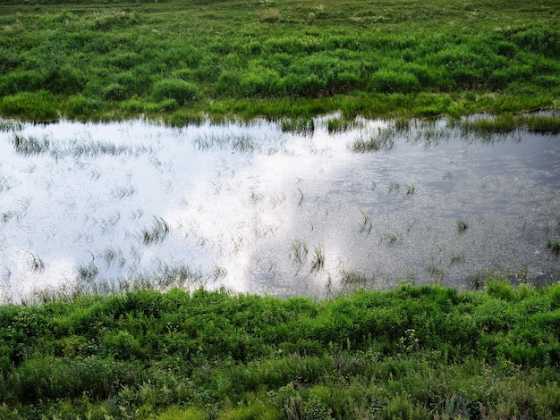 Ein kleiner Fluss fließt durch das grüne Gras