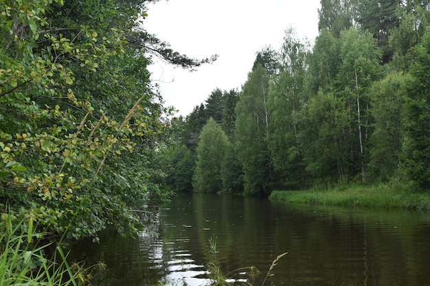 Ein kleiner Fluss fließt durch den Wald