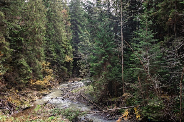 Ein kleiner Fluss in einem Nadelwald in einer bergigen Gegend