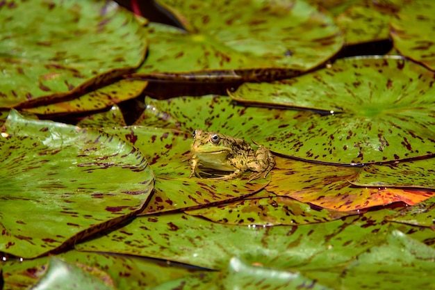 Ein kleiner Frosch sitzt auf großen Blättern in einem Teich