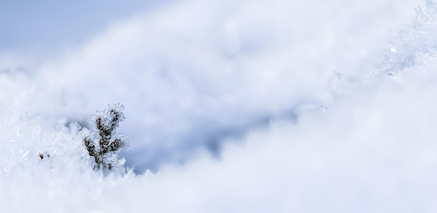 Ein kleiner gefrorener Thuja-Zweig im Schnee Natürlicher Winter- und Weihnachtshintergrund