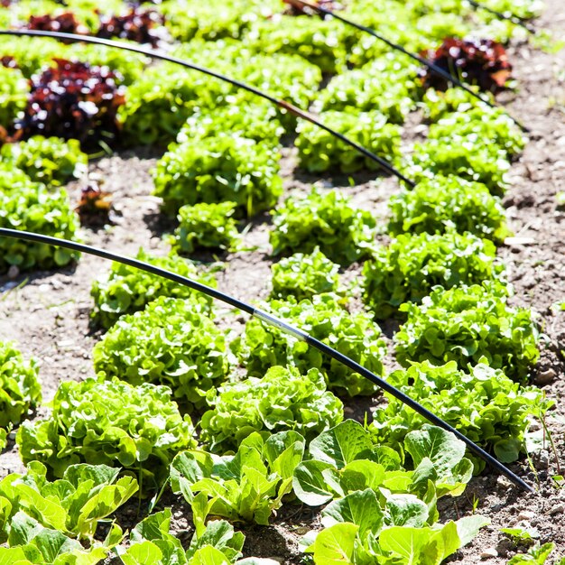 Ein kleiner Gemüsegarten mit Salat während der Sommersaison, lebendigen Farben und vielen Details