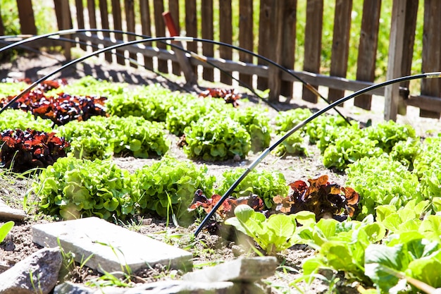 Ein kleiner Gemüsegarten mit Salat während der Sommersaison, lebendigen Farben und vielen Details