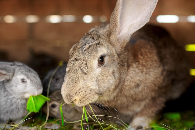 Ein kleiner grauer Hase neben meiner Mutter Berührende tierische Beziehungen