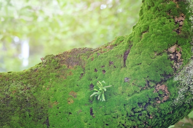 Ein kleiner grüner Baum, der auf dem großen Baum mit Moos auf der Jahreszeit der Barke im Frühjahr geboren wird und wächst