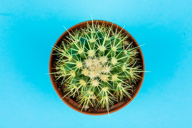 Ein kleiner grüner Kaktus auf blauem Hintergrund Minimalistische Komposition